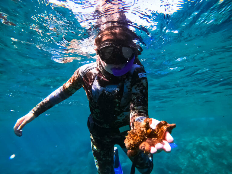 Randonnée palmée / snorkeling école d'apnée